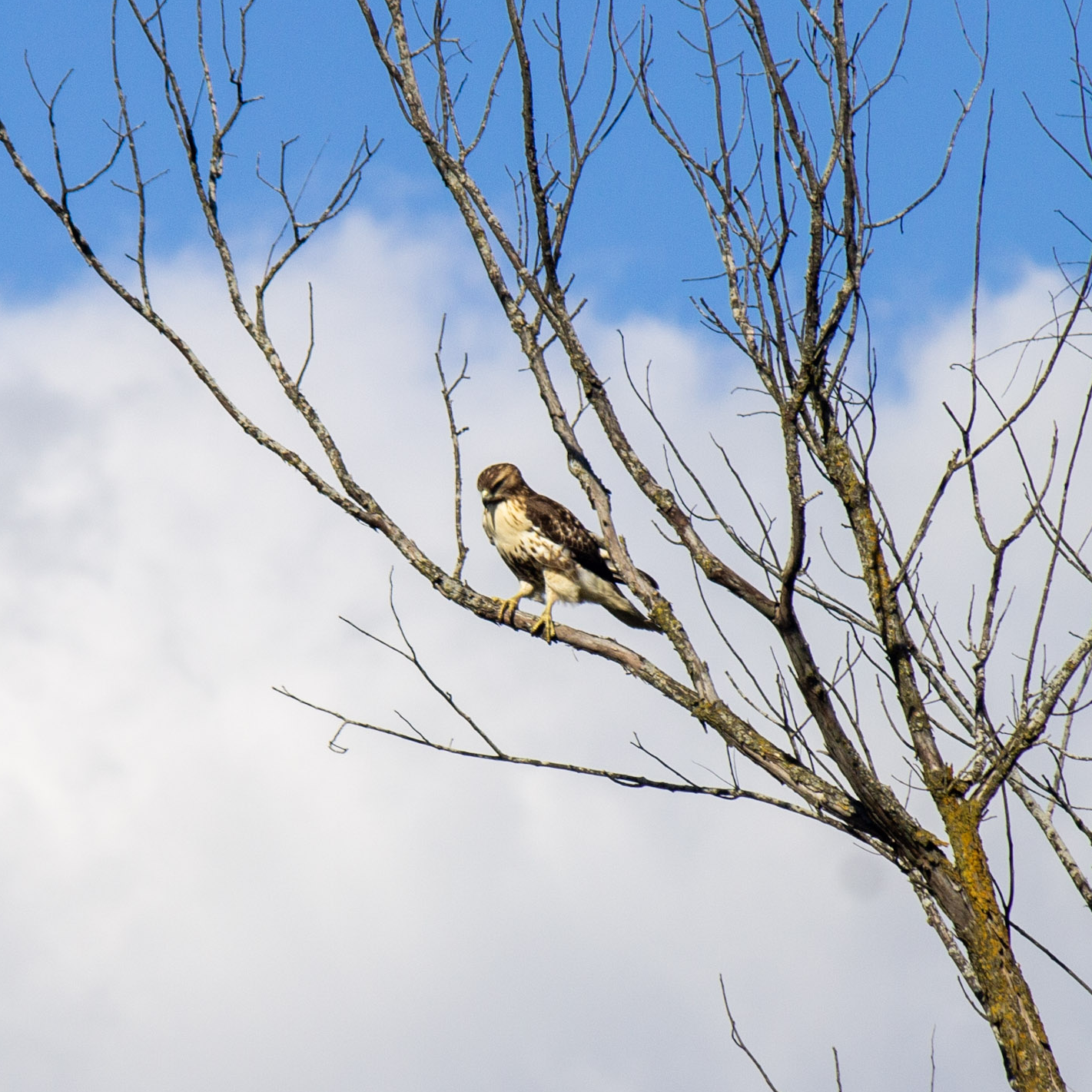 A red-tailed hawk sitting in the bare branches of a tree