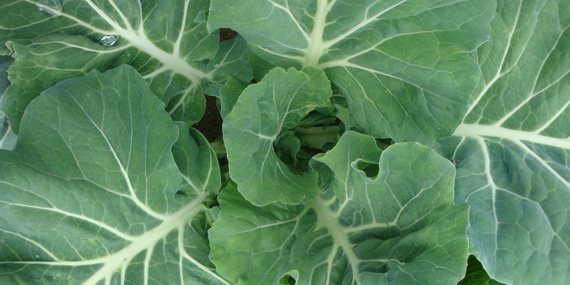 close up photo of cabbage vegetable