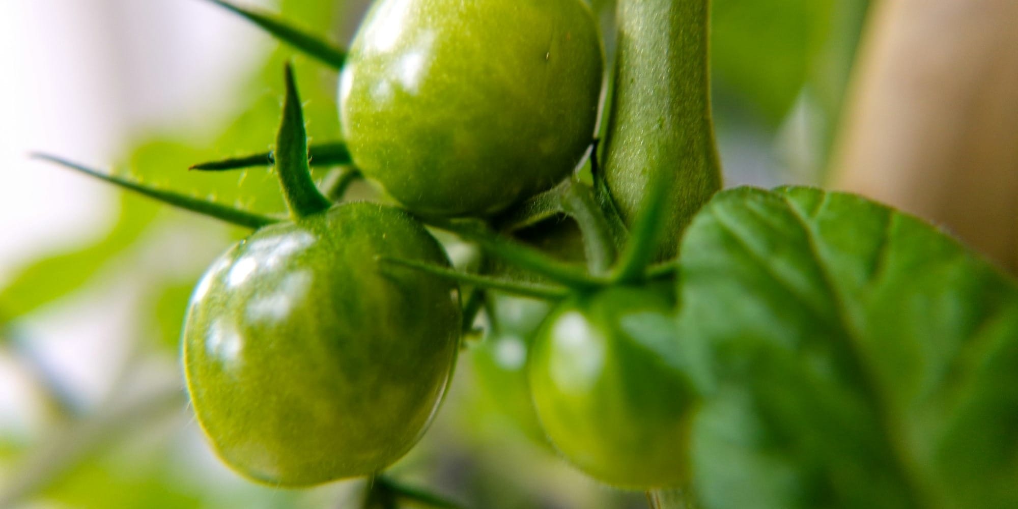 green round fruit in close up photography